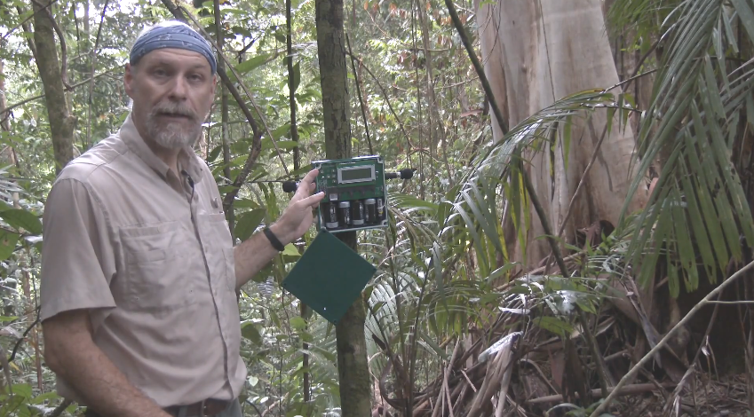 soundscapes in rainforest